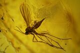 Two Fossil Flies (Diptera) In Baltic Amber #139083-2